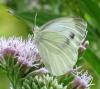 Pieris napi
